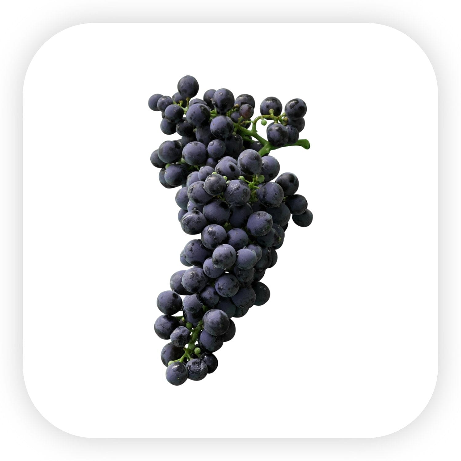 Merlot Şaraplar